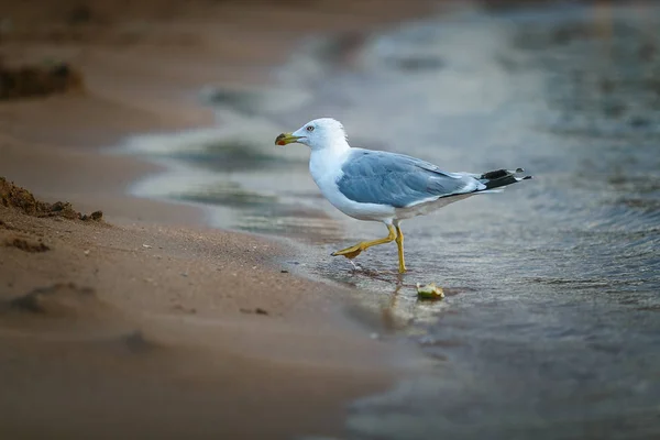 a bird in a beach