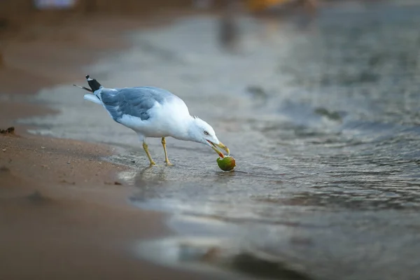 a bird in a beach