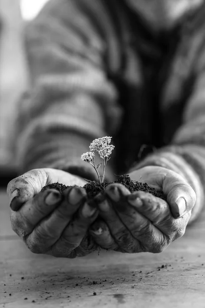 Монохромне Зображення Чоловіка Який Тримає Землю Білою Весняною Квіткою Руках — стокове фото