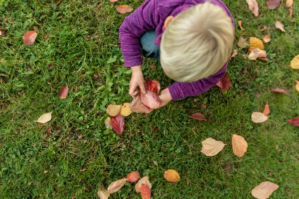 Blonde Jongen Spelen Gras Oppakken Van Gevallen Herfstbladeren Bovenaanzicht — Stockfoto