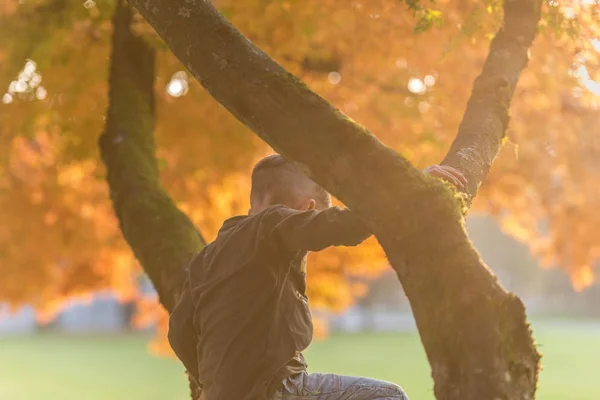 一个年轻的男孩爬上一棵秋天的树在公园与明亮的晚上 Sunflare — 图库照片