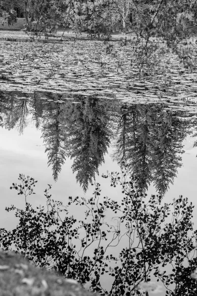 Imagem Escala Cinza Pinheiros Paisagem Outono Refletindo Lago Inverno — Fotografia de Stock