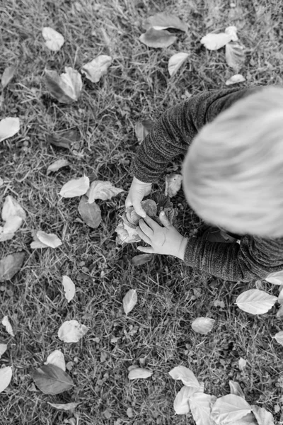 小さな金髪の子供収集秋葉の葉と草を手にうずくまってのモノクロ画像がオーバーヘッドから直接閲覧 — ストック写真