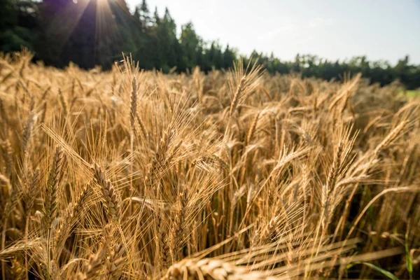 Closeup View Beautiful Golden Wheat Field Forest Background Rays Sun — Stock Photo, Image