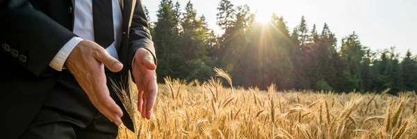 Male Hands Elegant Suit Making Protective Gesture Golden Wheat Ear — Stock Photo, Image