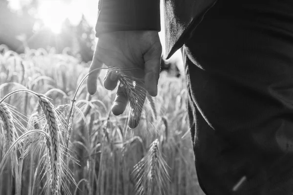 夏田小麦生长成熟穗的黑白图像 — 图库照片