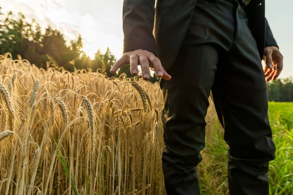 Businessman Standing Summer Wheat Field Holding His Hand Golden Ears — Stock Photo, Image