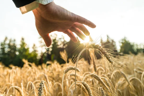 特写的商人手捧着他的手 在成熟的金色小麦耳朵生长在夏季的田野上点燃了黄昏的阳光 适合于精神 生活和商业理念 — 图库照片