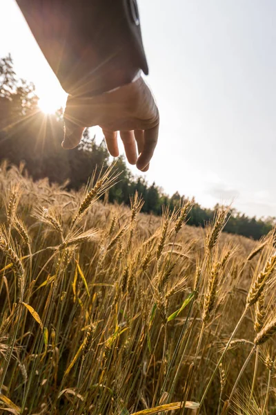 Existenzgründung Und Visionskonzept Hand Eines Geschäftsmannes Über Reifenden Ähren Die — Stockfoto