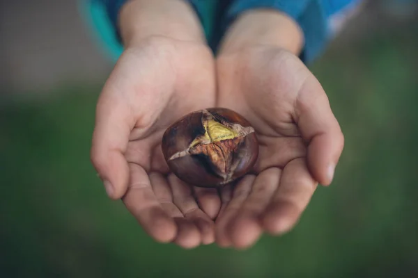 Immagine Retrò Bambino Che Tiene Castagno Arrosto Nei Palmi Delle — Foto Stock