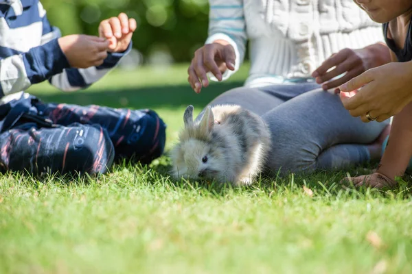 Roztomilý Malý Furry Králík Trávě Třemi Dětmi Kolem Něj — Stock fotografie