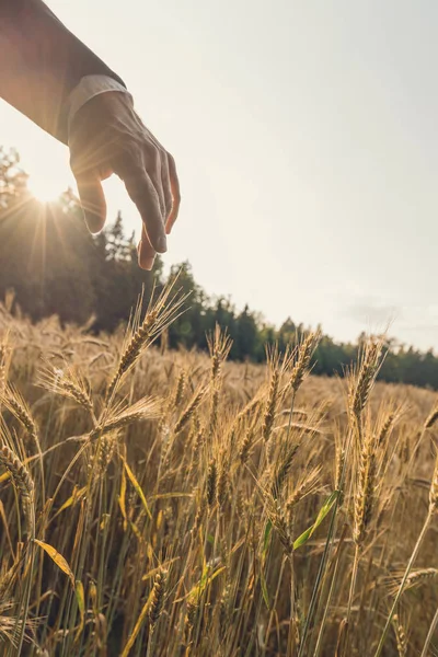 一个商人触摸成熟的麦穗在傍晚的阳光下生长在夏日的麦穗的复古形象 — 图库照片