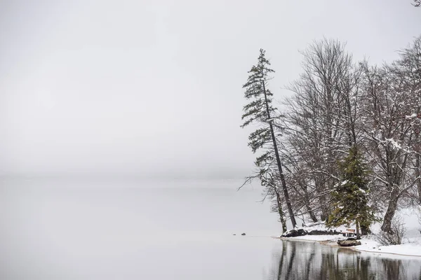 Winter lake Bohinj shore with trees and snow and fog above the lake.