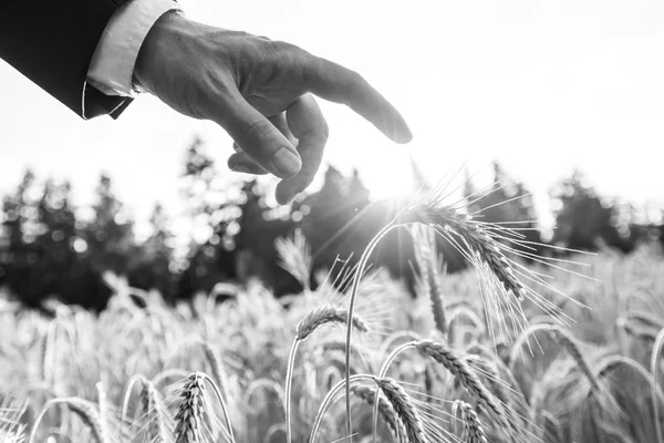 一个商人用手指在美丽的夏日田野上用太阳耀斑触摸麦穗的黑白照片 — 图库照片