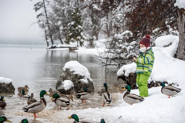 Kleinkind Warmen Winteranzug Füttert Enten See Schneebedeckten Ufer — Stockfoto