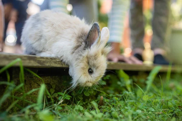 Roztomilý Malý Králíčcích Koukat Dřevěné Terasy Nohama Majitelé Pozadí — Stock fotografie