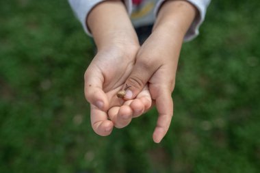 Bir yürümeye başlayan çocuk parmağında bir yeşil çim üzerinde sürünen bir minik salyangoz üstten görünüm.