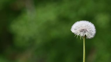 Karahindiba tohumları ampul üfleme ediliyor