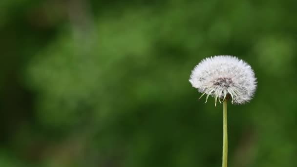 I semi di tarassaco vengono soffiati via dal bulbo — Video Stock