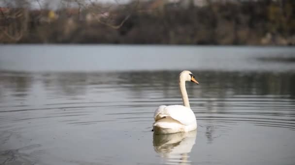 Bílá labuť plave na klidné vodě jezera — Stock video