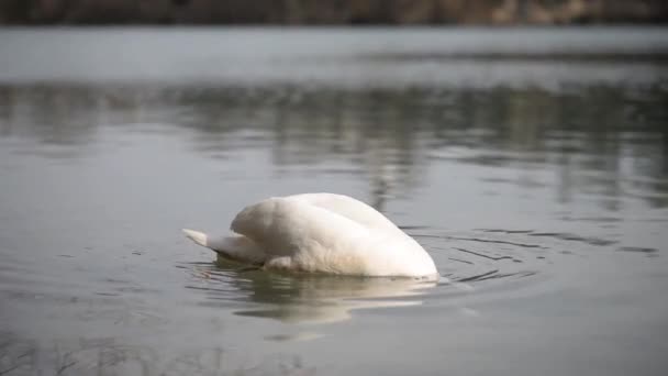 Vídeo de belo cisne no rio — Vídeo de Stock
