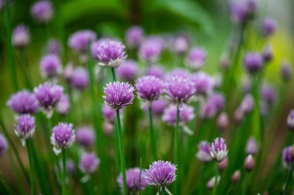 Hermosas flores púrpuras de cebollino floreciendo — Foto de Stock