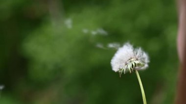 Bir karahindiba tohumu video uçurulan ediliyor