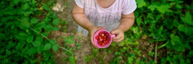 Yaban çilek dolu fincan tutan Toddler kız.