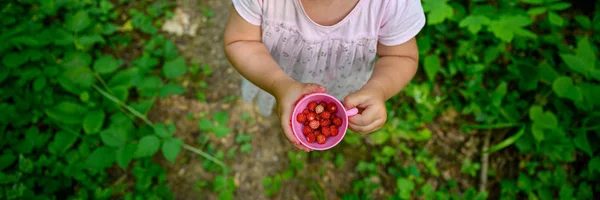 Toddler dziewczyna trzyma kubek pełen dzikich truskawek. — Zdjęcie stockowe