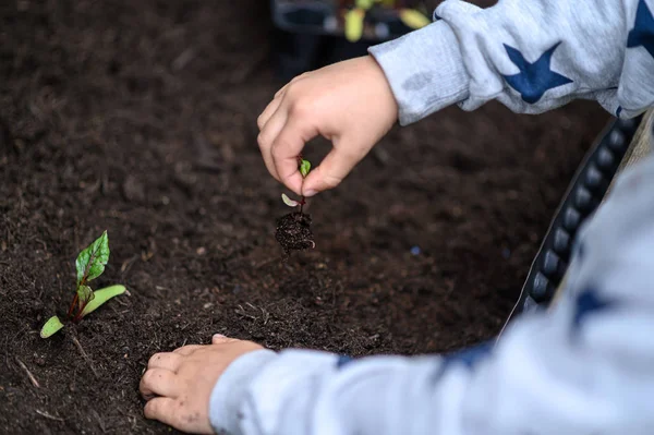 Niño pequeño plantando plántulas — Foto de Stock