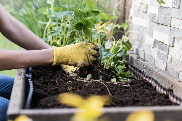 Mulher plantando morangos selvagens — Fotografia de Stock