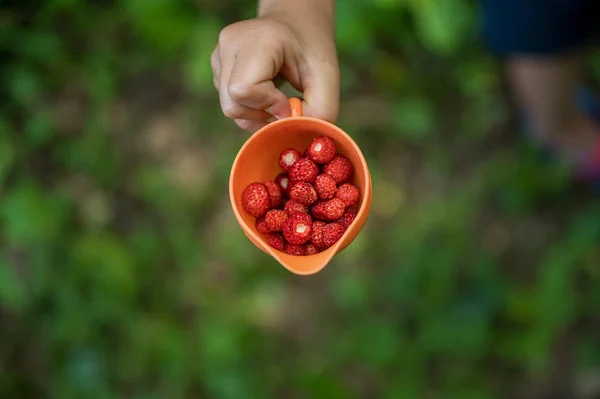 Mano de Childs sosteniendo una taza naranja llena de fresas silvestres —  Fotos de Stock