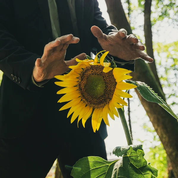 Geschäftsmann macht schützende Geste über einer Sonnenblume — Stockfoto