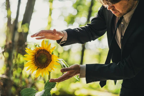 Man in Business Suit houdt zijn handen rond zonnebloem — Stockfoto