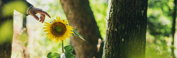 Vidsyn Bild Affärsman Hand Att Röra Vacker Blommande Solros Växer — Stockfoto