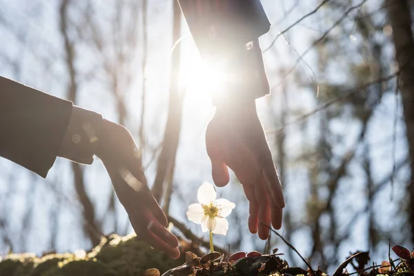 明るい太陽の光に照らされた美しい成長するひげの花の周りに保護ジェスチャーを作るビジネスマンの手 — ストック写真