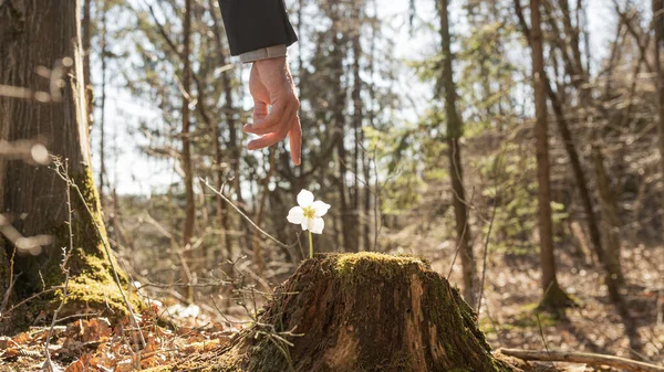 Hand Businessman Reaching Touch Delicate Hellebore Flower Growing Spring Woods — Stock Photo, Image