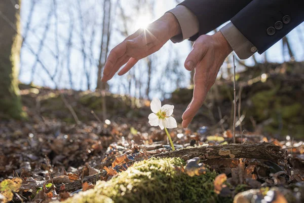 Hands Businessman Making Protective Gesture Beautiful Blooming Hellebore Flower Growing — Stock Photo, Image