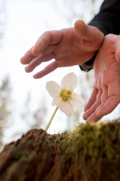 Manos Masculinas Haciendo Gesto Protector Alrededor Una Hermosa Flor Primavera — Foto de Stock