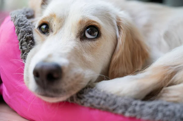 Vista Close Cão Pequeno Bonito Deitado Sua Cama Rosa — Fotografia de Stock