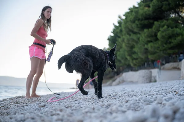 Μαύρο Τρίποδο Σκυλί Μακρύ Λουρί Τρέχει Όμορφη Παραλία Βότσαλο — Φωτογραφία Αρχείου