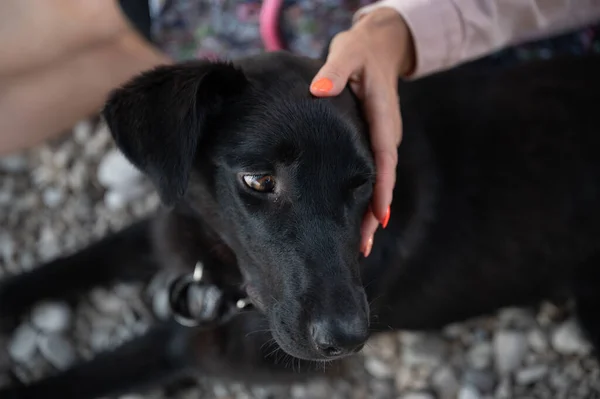 彼女の美しいです黒羊飼い犬嘘彼女の隣に — ストック写真