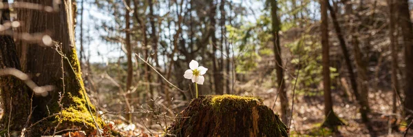 Wide View Image Beautiful Blooming Hellebore Flower Growing Mossy Spring — Stock Photo, Image