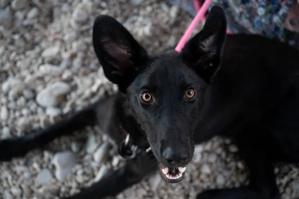 Красивая Чёрная Пастушья Собака Лежит Гальке Смотрит Камеру — стоковое фото