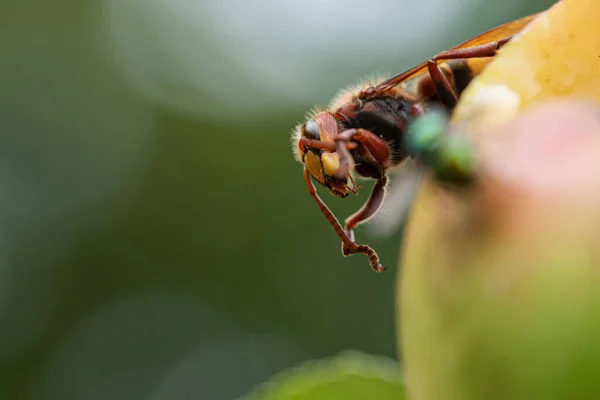 野生動物の外の熟したリンゴのホーネットのクローズアップマクロビュー — ストック写真