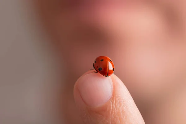 Closeup View Beautiful Red Ladybug Human Finger — Stock Photo, Image