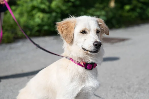 Cão Branco Bonito Uma Trela Rosa Olhando Atentamente — Fotografia de Stock