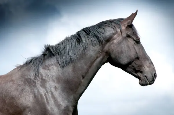 Zijaanzicht Van Donker Bruin Paard Hoofd Tegen Bewolkte Hemel — Stockfoto