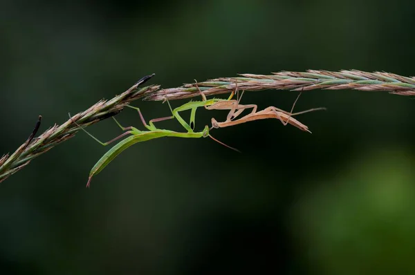 Nahaufnahme Von Gottesanbeterin Auf Kräuterstiel — Stockfoto