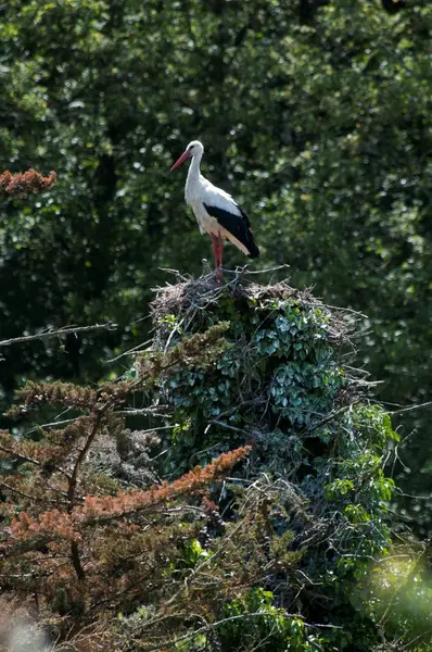 Distant View Stork Nesting Tree Forest — Stock Photo, Image
